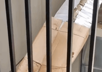 T0305025 Poor cat #cat #trending #xuhuong #fyp #pet part2