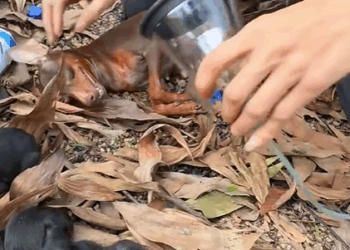 T0307001 Rescue a family of dogs rescue rescuedog animals animalsoftiktok part2