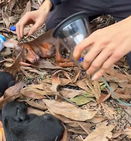 T0307001 Rescue a family of dogs rescue rescuedog animals animalsoftiktok part2