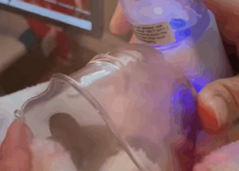 T0307002 Rescue squirrel with broken leg rescue animals animalsoftikto part2