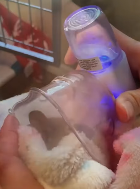 T0307002 Rescue squirrel with broken leg rescue animals animalsoftikto part2