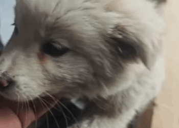 T0305003_No voice. Just pain in their eyes part2