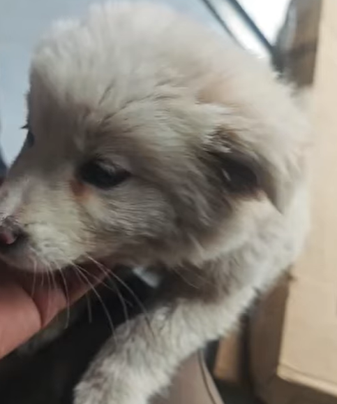 T0305003_No voice. Just pain in their eyes part2