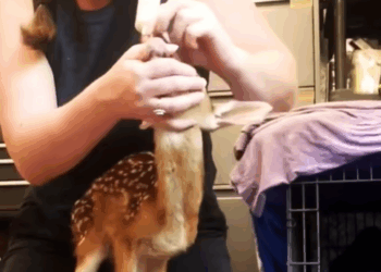 T0307068 The girl adopted baby deer and the unexpected ending part2