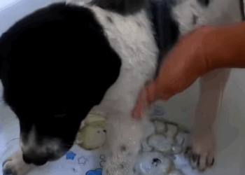 T0307075 Rescue poor dog without family wandering in the forest part2