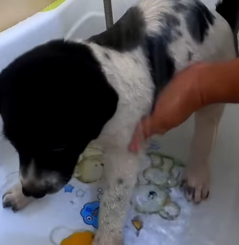 T0307075 Rescue poor dog without family wandering in the forest part2