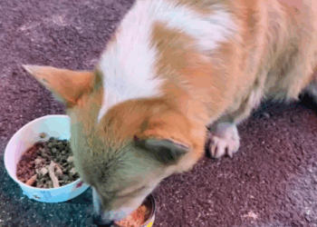 T0305001 Poor dog #pet #xuhuong #fyp #trending #dog #dogsoftiktok #petsoftiktok part2