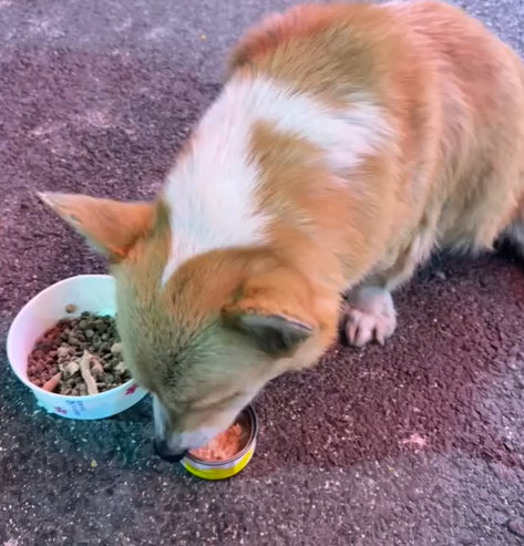 T0305001 Poor dog #pet #xuhuong #fyp #trending #dog #dogsoftiktok #petsoftiktok part2