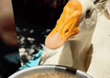 T0307036 man rescues goose from wild fox and the ending cuteanimals go part2