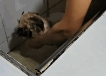 T0305013 Go home 😍 #pet #trending #fyp #xuhuong #petsoftiktok #dog #dogsoftiktok part2