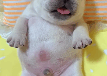 T0307055 Rescue puppy on the road rescue rescuedo part2