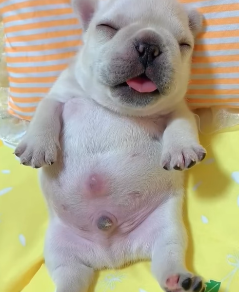 T0307055 Rescue puppy on the road rescue rescuedo part2