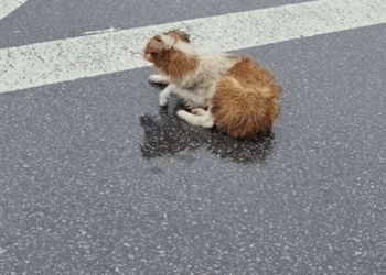 T0305011 From chains to chances part2