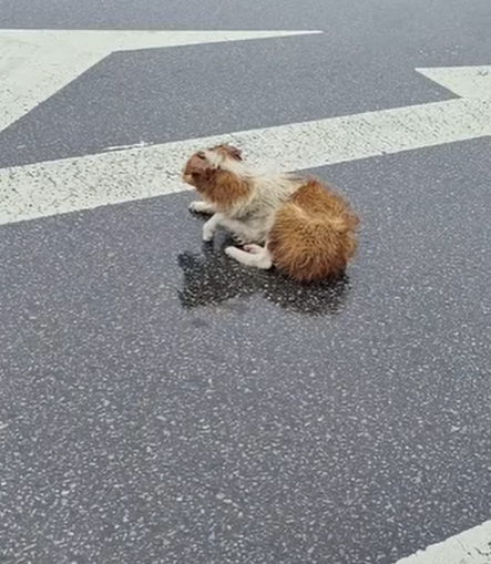 T0305011 From chains to chances part2