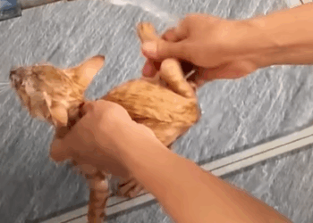 T0307070 Rescue Cat rescue rescuecat rescueani part2