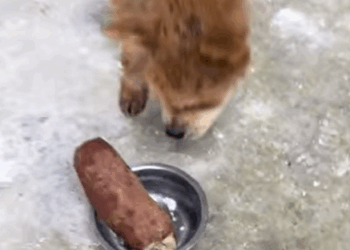 T0305010_One rescue. One life saved part2