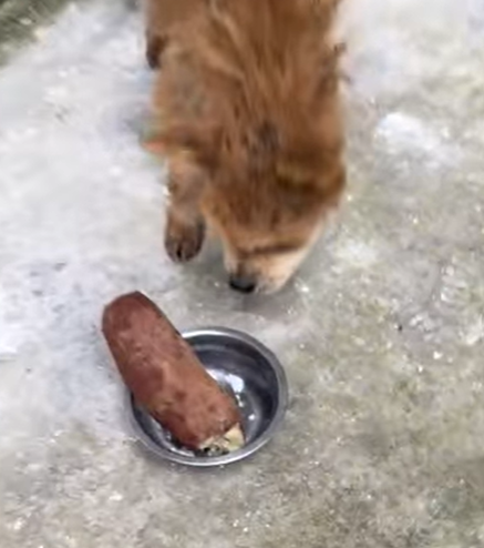 T0305010_One rescue. One life saved part2