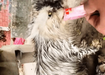 T0307064 Rescue Cat rescue rescuecat rescueanimals part2