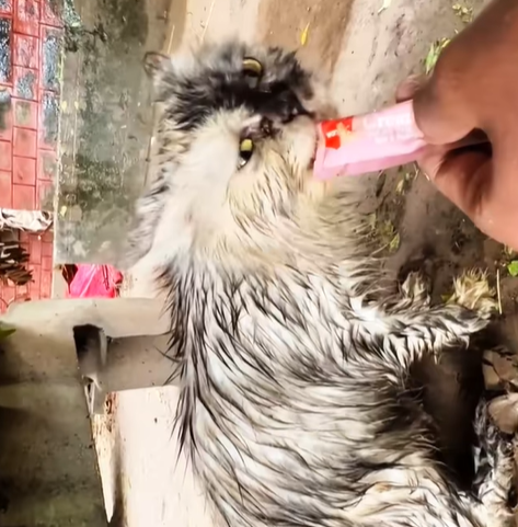 T0307064 Rescue Cat rescue rescuecat rescueanimals part2