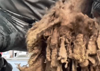 T0305019 change to be better #pet #trending #fyp #xuhuong #petsoftiktok #dog #dogsoftiktok part2