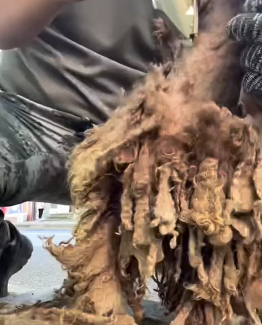 T0305019 change to be better #pet #trending #fyp #xuhuong #petsoftiktok #dog #dogsoftiktok part2