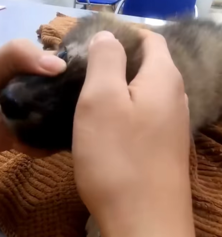 T0307074 Rescue the poor dog that followed its mother and got lost on the high part2