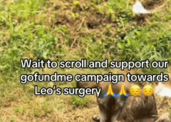 T0907015 I rescue an abandoned dog with serious problems part2