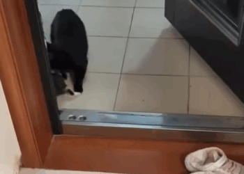 T1307016 I Fed this cat milk and she brought her babies to my house now she ha part2