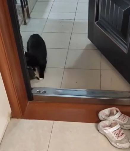 T1307016 I Fed this cat milk and she brought her babies to my house now she ha part2