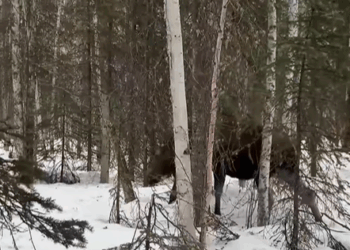 T0307059 What if one day you rescue an animal and then it comes back to you part2