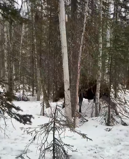 T0307059 What if one day you rescue an animal and then it comes back to you part2