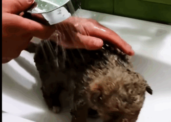 T0307071 Rescue the poor dog wandering in the fields part2