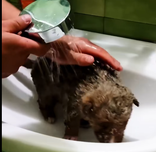 T0307071 Rescue the poor dog wandering in the fields part2