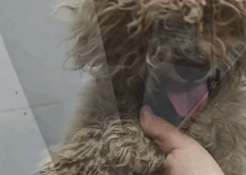 T0305012 Poor dog #pet #trending #fyp #xuhuong #petsoftiktok #dog #dogsoftiktok part2