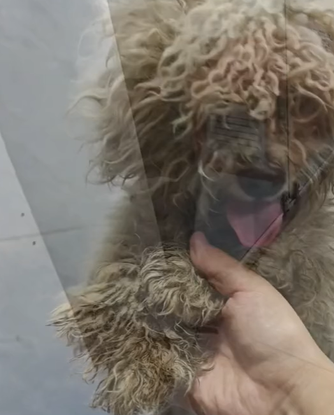 T0305012 Poor dog #pet #trending #fyp #xuhuong #petsoftiktok #dog #dogsoftiktok part2