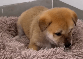 T0307052 The girl rescue puppy in snowstorm rescue rescuedog part2