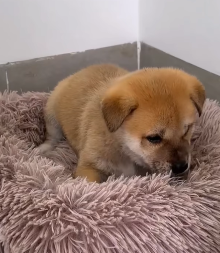 T0307052 The girl rescue puppy in snowstorm rescue rescuedog part2