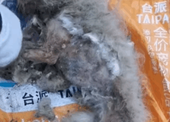 T0305018 Go home #pet #trending #fyp #xuhuong #petsoftiktok #dog #dogsoftiktok part2