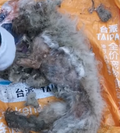 T0305018 Go home #pet #trending #fyp #xuhuong #petsoftiktok #dog #dogsoftiktok part2