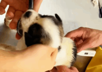 T0307072 don understand why they throw away such beautiful dogs part2