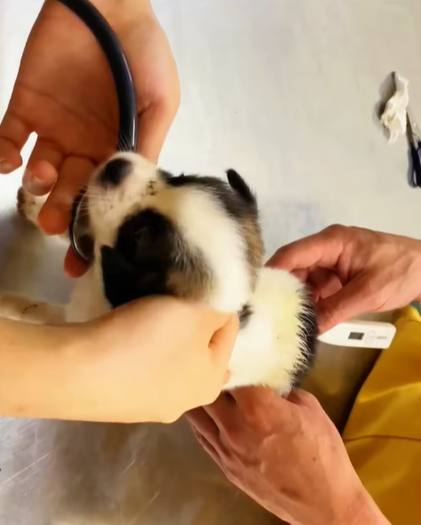 T0307072 don understand why they throw away such beautiful dogs part2