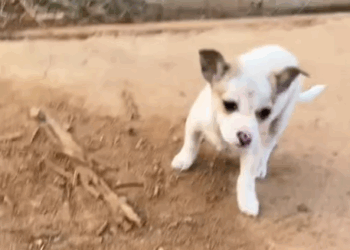 T0305002 Poor dog part 1 #pet #xuhuong #fyp #trending #dog #dogsoftiktok #petsoftiktok part2