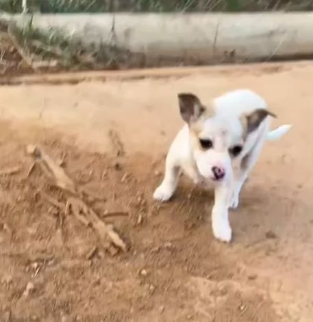 T0305002 Poor dog part 1 #pet #xuhuong #fyp #trending #dog #dogsoftiktok #petsoftiktok part2