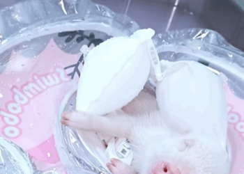 T0307069 When it grew up because it was so smart no one thought it was pig part2