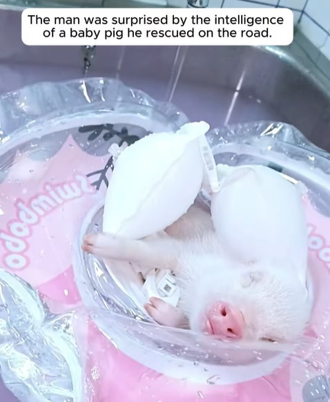 T0307069 When it grew up because it was so smart no one thought it was pig part2