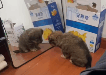 T0305021 New friend so cute ❤️ #pet #trending #fyp #xuhuong #petsoftiktok #dog #dogsoftiktok part2