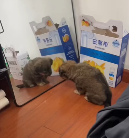 T0305021 New friend so cute ❤️ #pet #trending #fyp #xuhuong #petsoftiktok #dog #dogsoftiktok part2