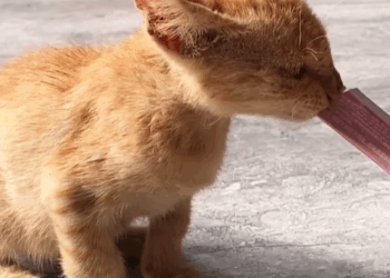 T0307057 Rescue kitten on the road rescue rescueanimals rescuecat part2
