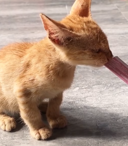 T0307057 Rescue kitten on the road rescue rescueanimals rescuecat part2