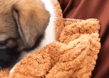 T0307073 Rescue baby dog rescue rescuedog part2